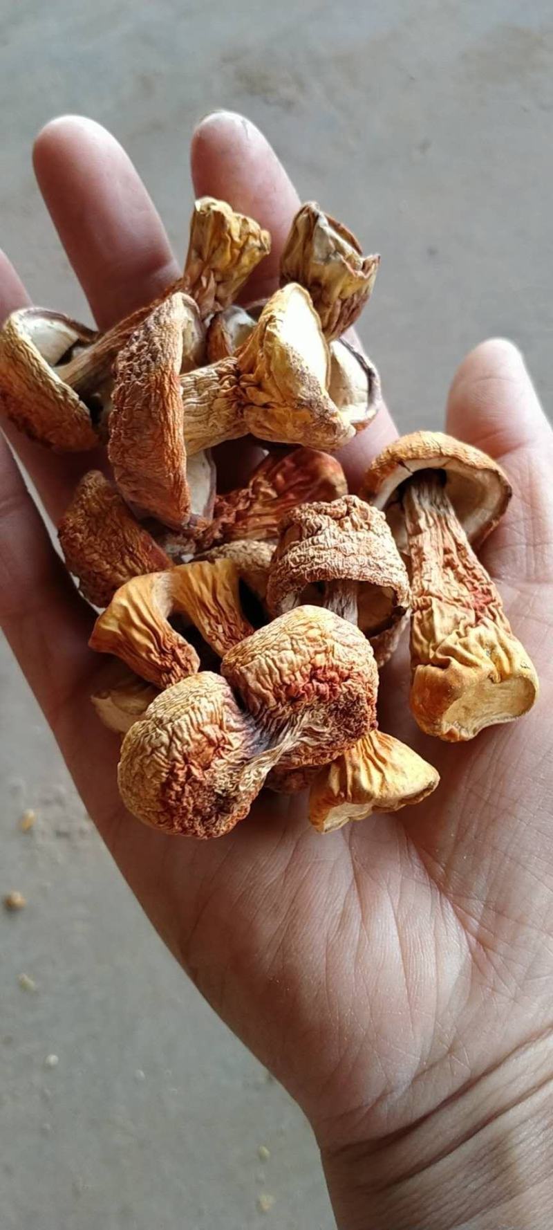 姬松茸:产地直销，(包邮)