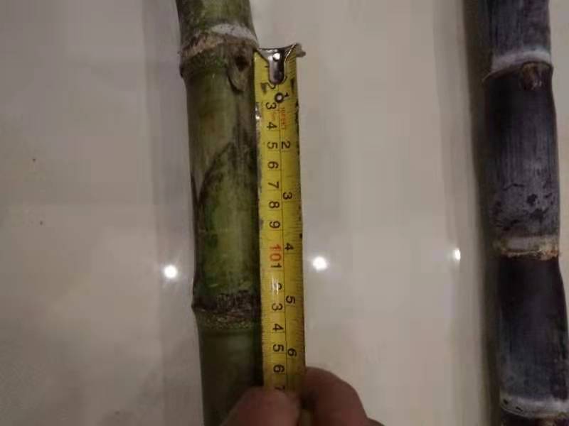 几千吨甘蔗大量上市123456