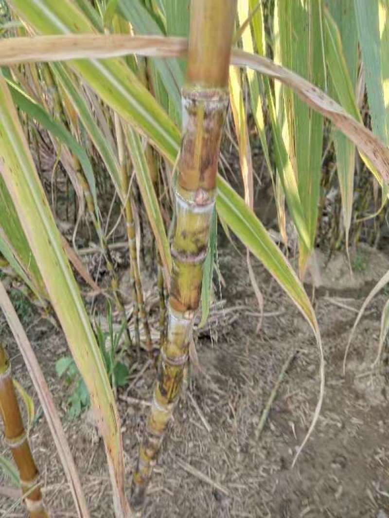 几千吨甘蔗大量上市123456
