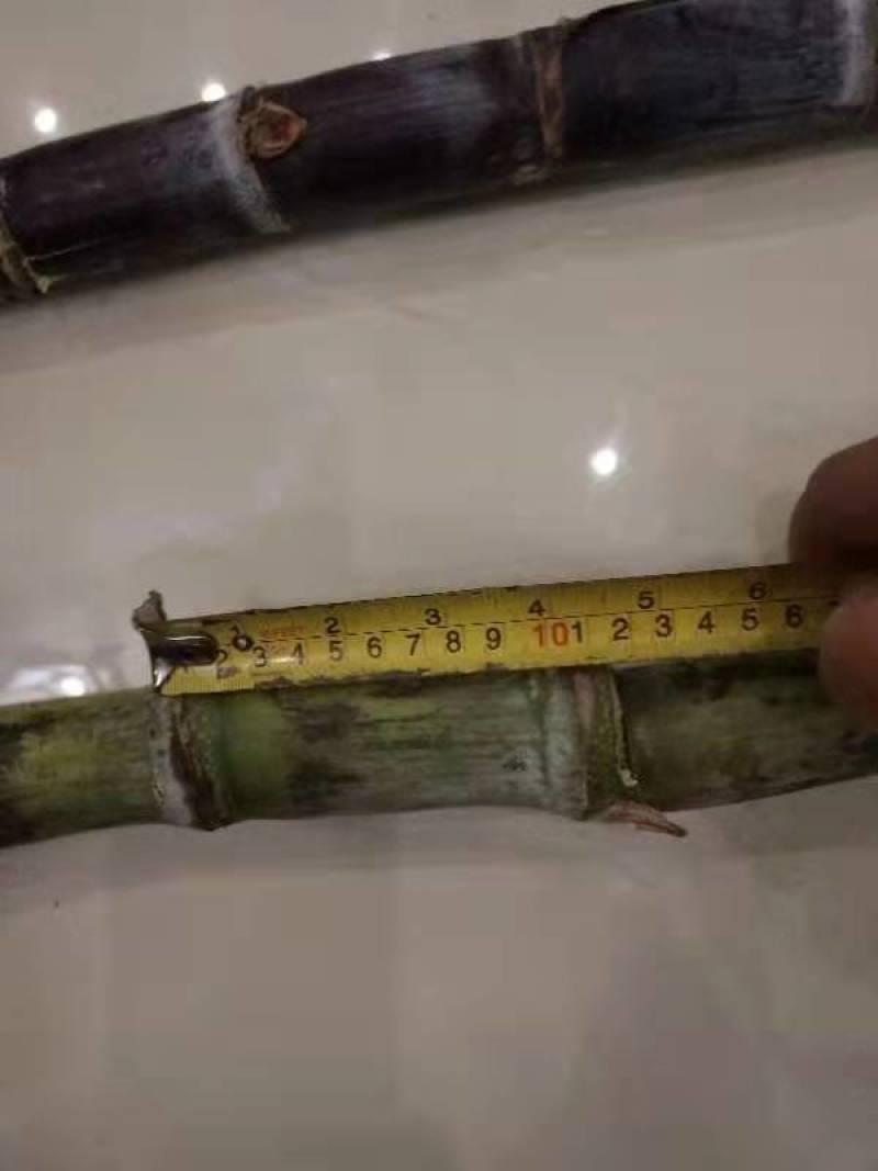 几千吨甘蔗大量上市123456