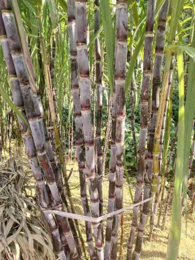 几千吨甘蔗大量上市123456