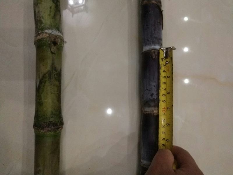 几千吨甘蔗大量上市123456