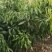 无核荔枝苗仙进奉妃子笑桂味白糖罂三月红鸡嘴荔枝糯米糍观音