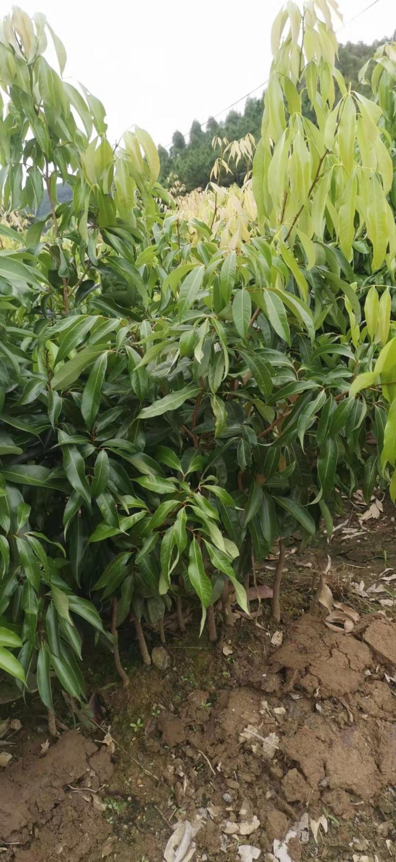 无核荔枝苗仙进奉妃子笑桂味白糖罂三月红鸡嘴荔枝糯米糍观音