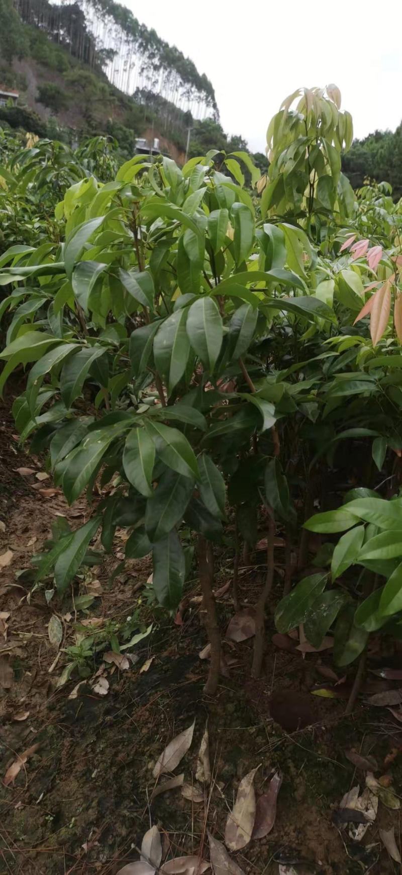 无核荔枝苗仙进奉妃子笑桂味白糖罂三月红鸡嘴荔枝糯米糍观音