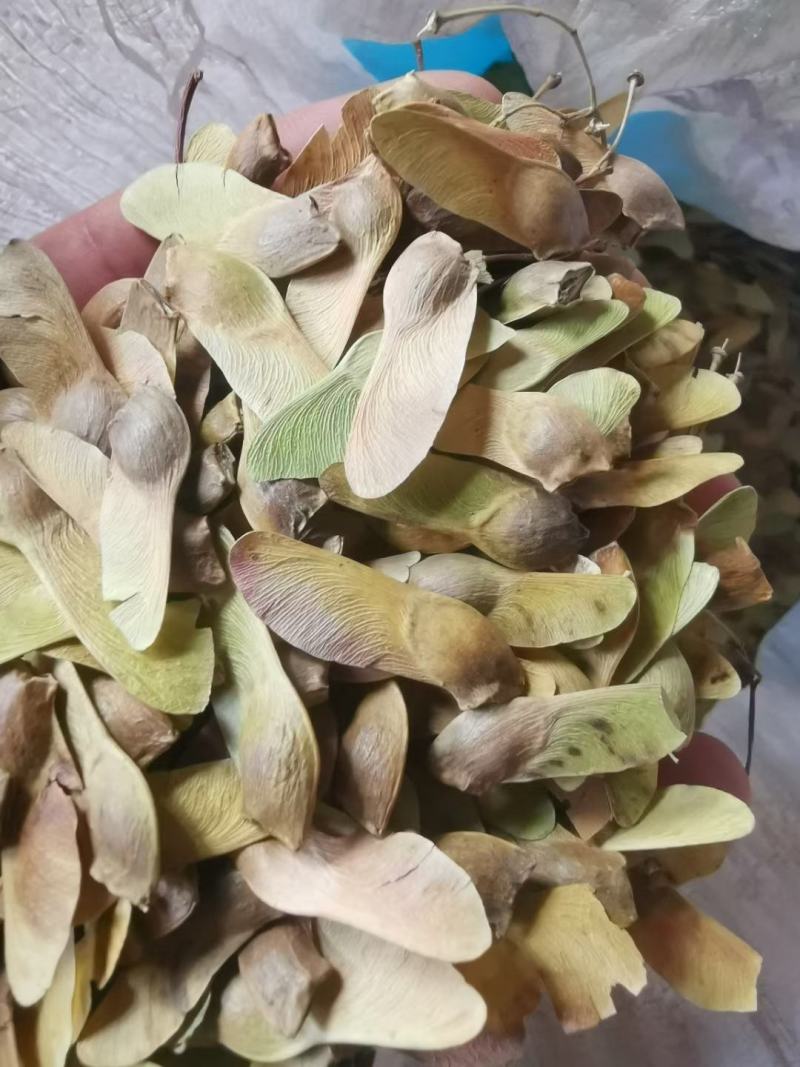 元宝枫种子产地直销，品种纯正，低价批发，保证出芽率