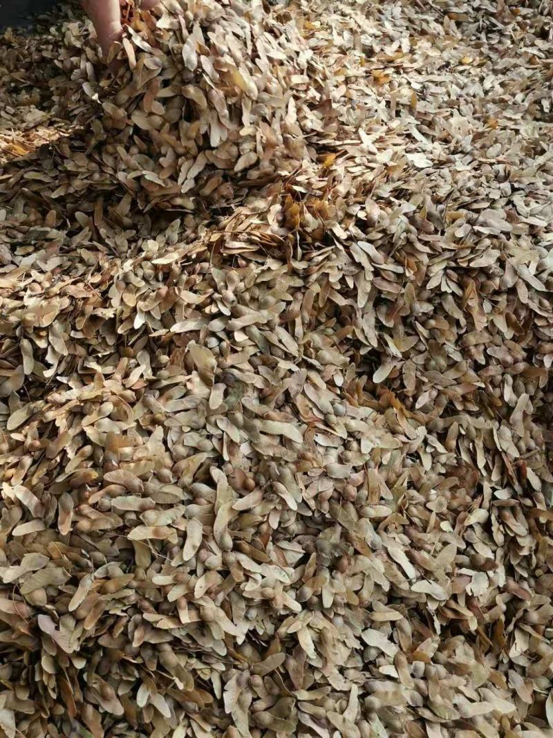元宝枫种子产地直销，品种纯正，低价批发，保证出芽率