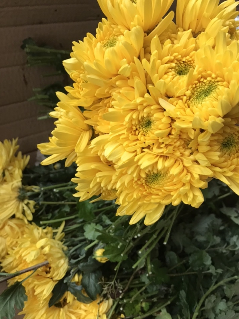 菊花菊花苗鲜菊花免费包邮龙爪菊花基地直销提供发票
