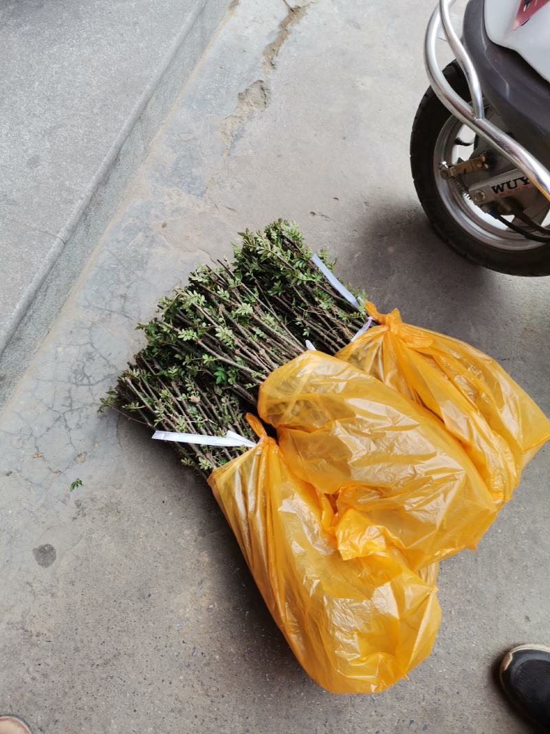 正宗韩城大红袍黄盖狮子头花椒苗现挖现发自家苗圃