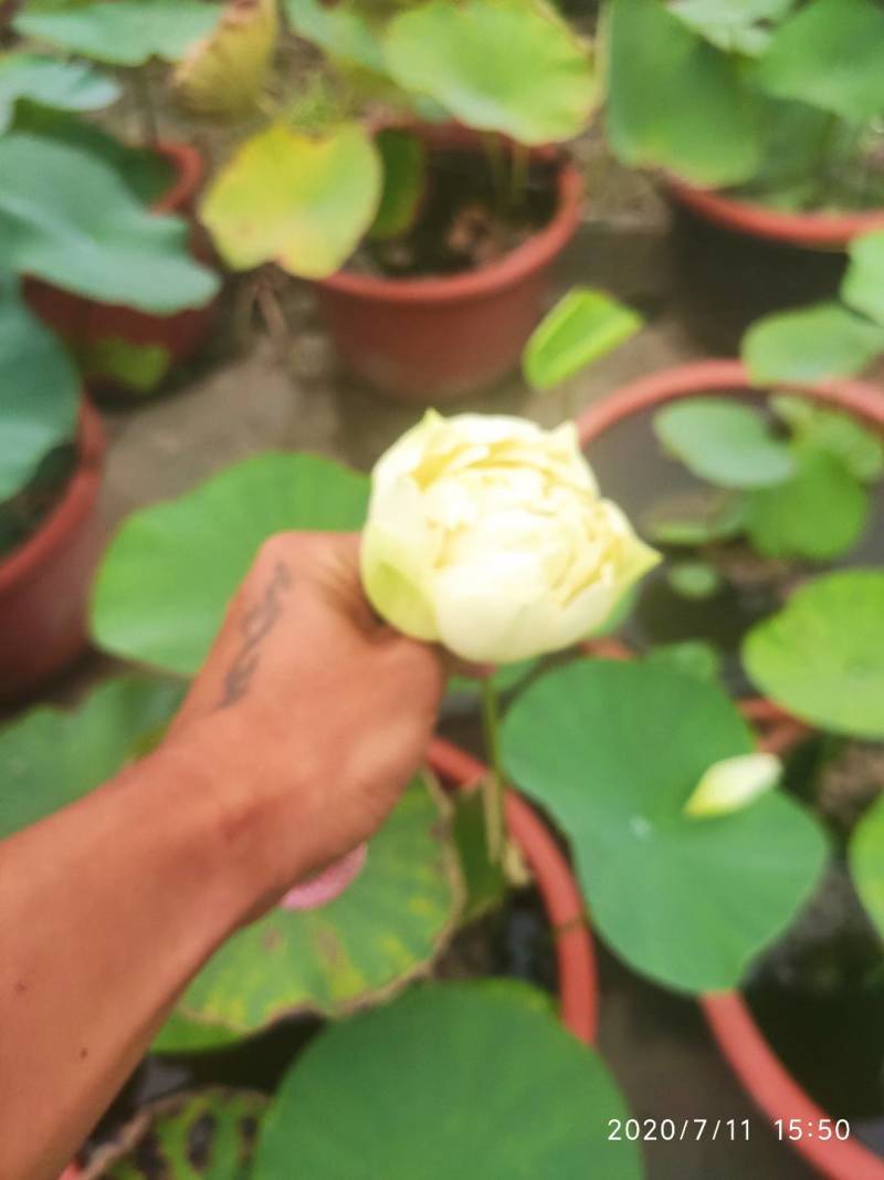 荷花水生植物，量大优惠，现货供应