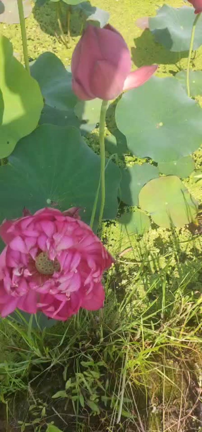 荷花苗水生植物，量大优惠，现货供应