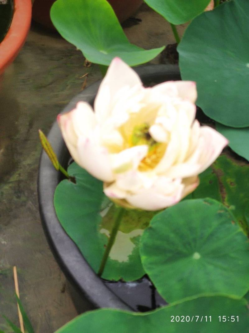 荷花苗水生植物，量大优惠，现货供应