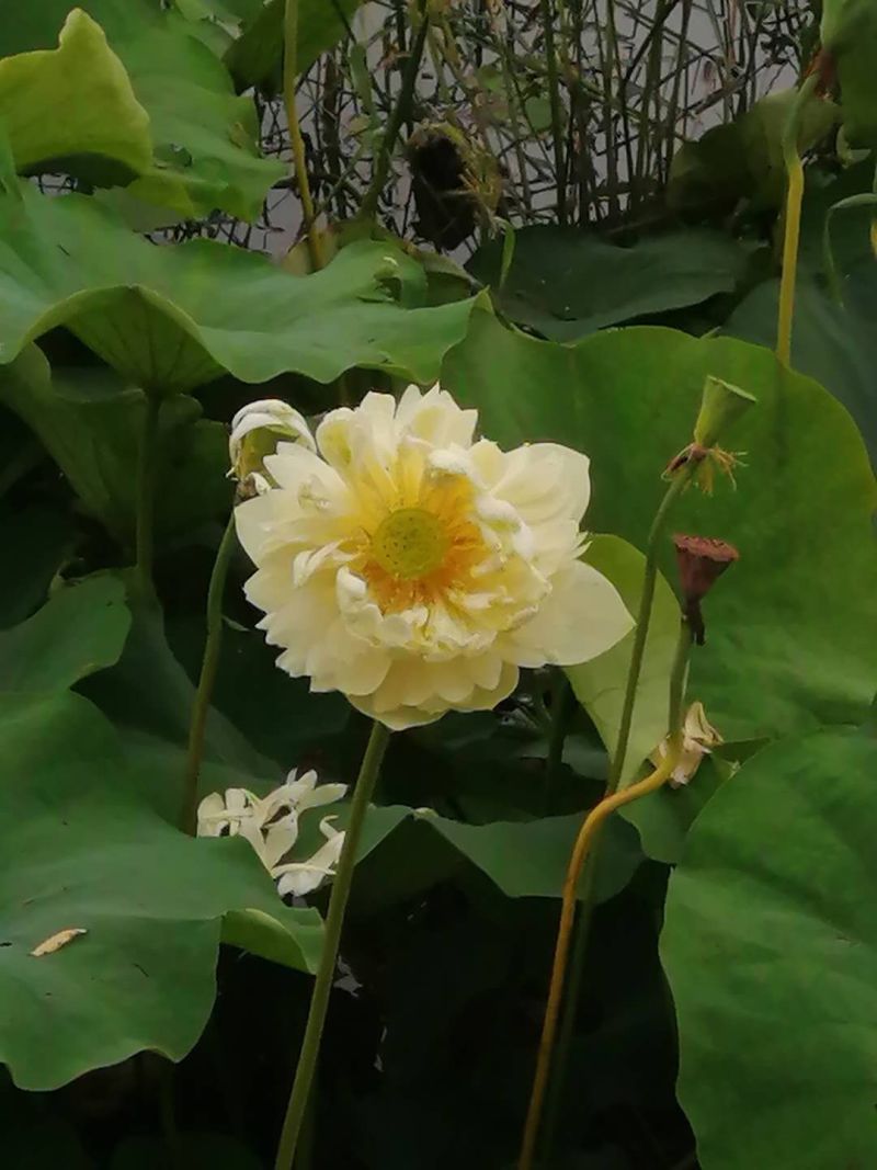 荷花苗水生植物，量大优惠，现货供应