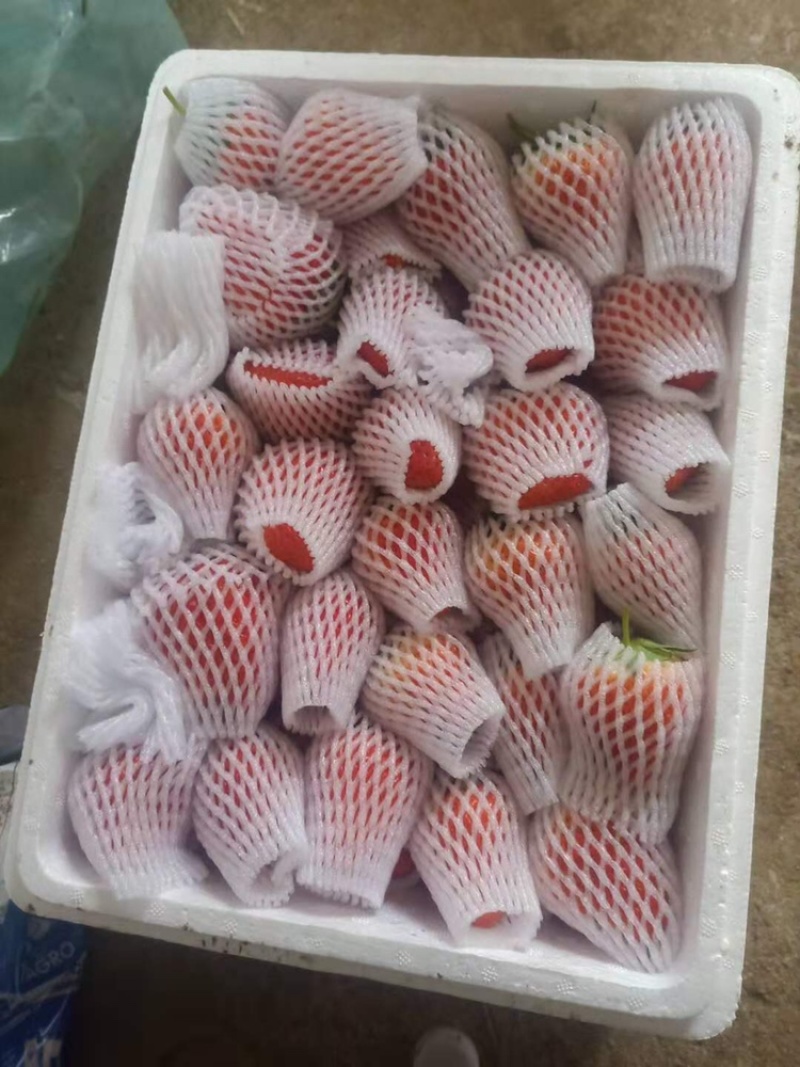 丹东东港99草莓一件发货