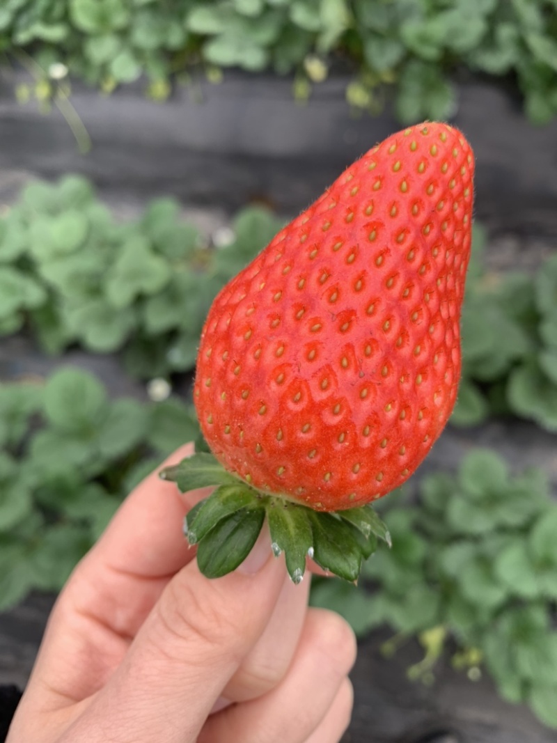 草莓/奶油草莓/江苏草莓对接电商/档口/商超/物美价廉