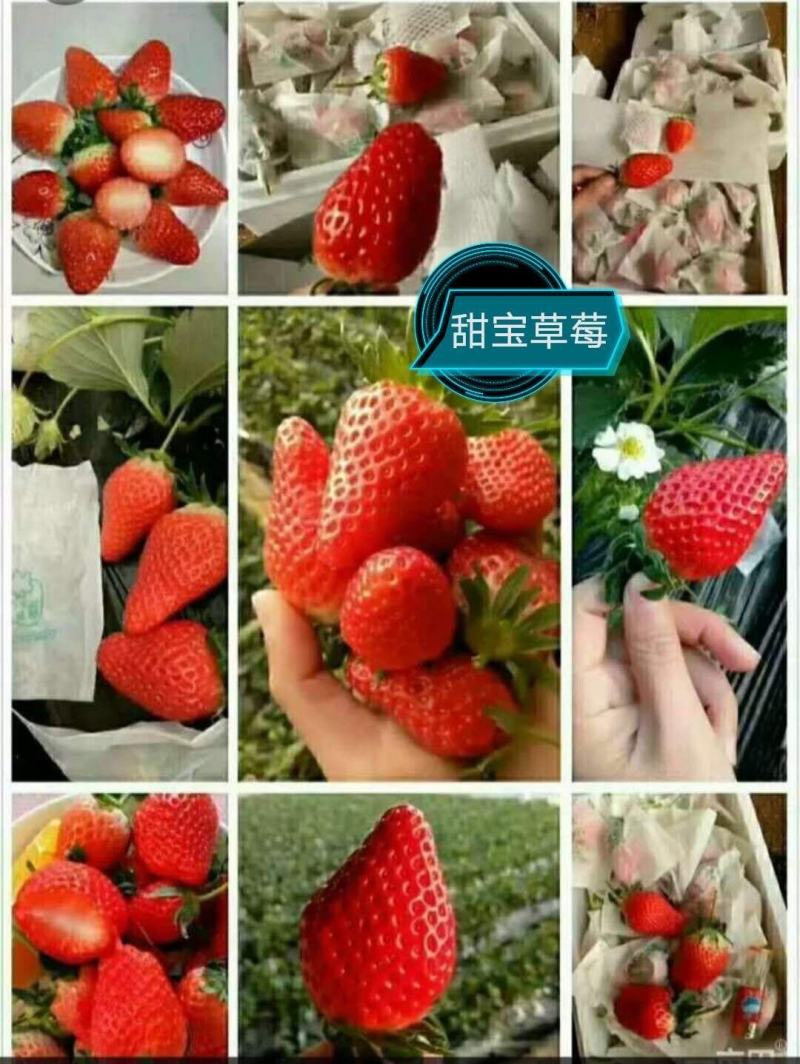 草莓甜宝【平度甜宝草莓种植基地】专业包装团队，物流配车