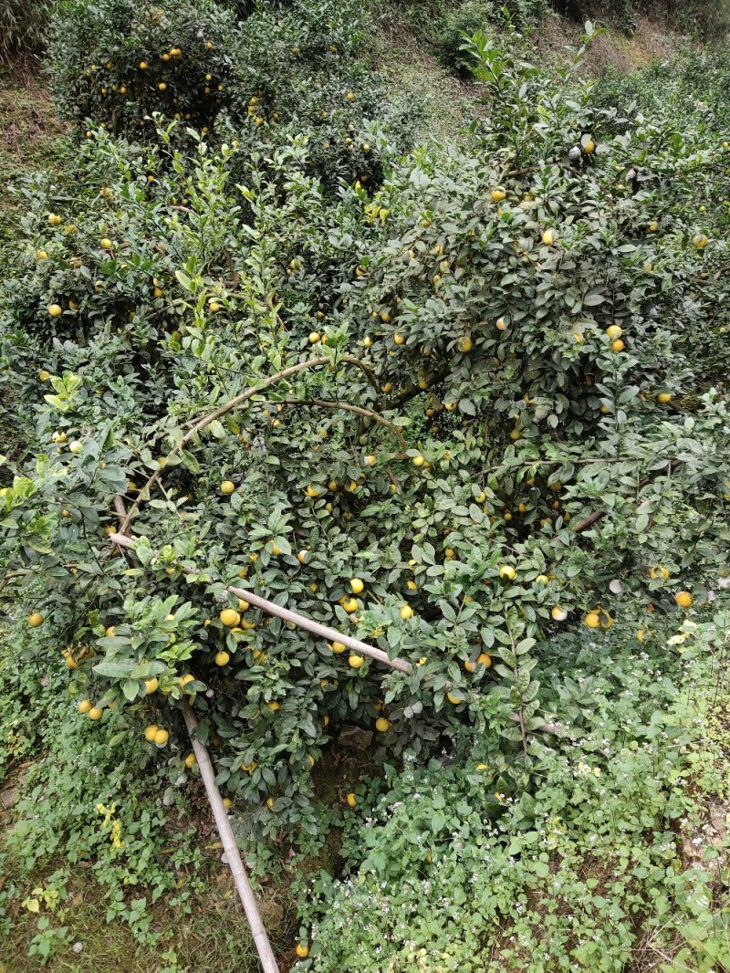 土柠檬，腌制，挖核，榨汁，仔育苗嫁接新会柑沃柑