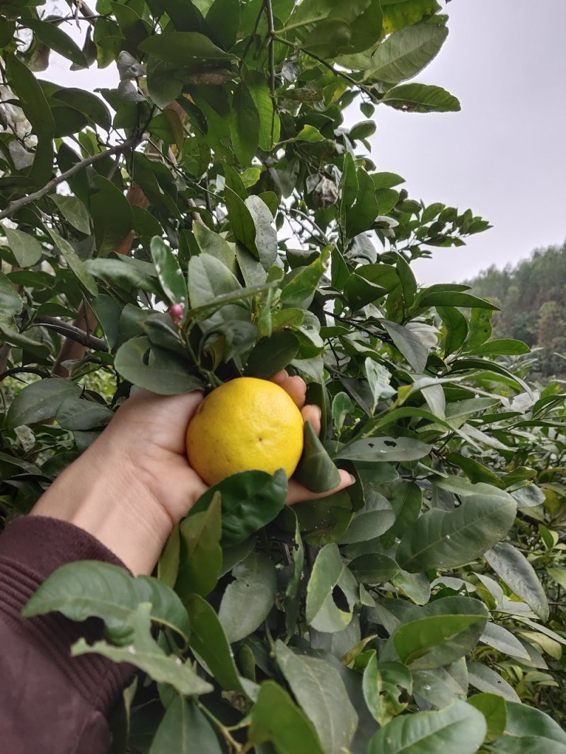 土柠檬，腌制，挖核，榨汁，仔育苗嫁接新会柑沃柑
