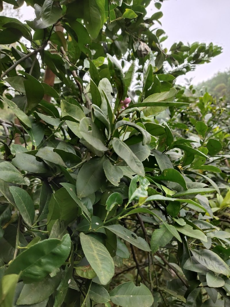 土柠檬，腌制，挖核，榨汁，仔育苗嫁接新会柑沃柑
