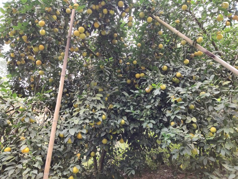 土柠檬，腌制，挖核，榨汁，仔育苗嫁接新会柑沃柑