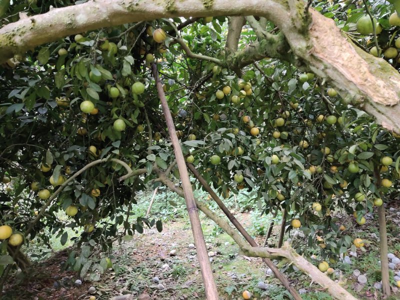 土柠檬，腌制，挖核，榨汁，仔育苗嫁接新会柑沃柑