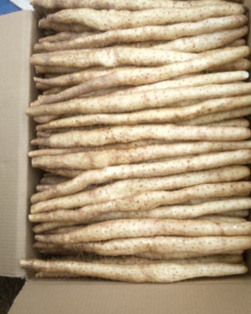 河北小白嘴麻山药白山药箱货五斤装网兜现货