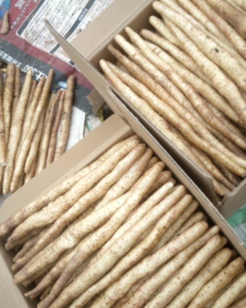 河北小白嘴麻山药白山药箱货五斤装网兜现货