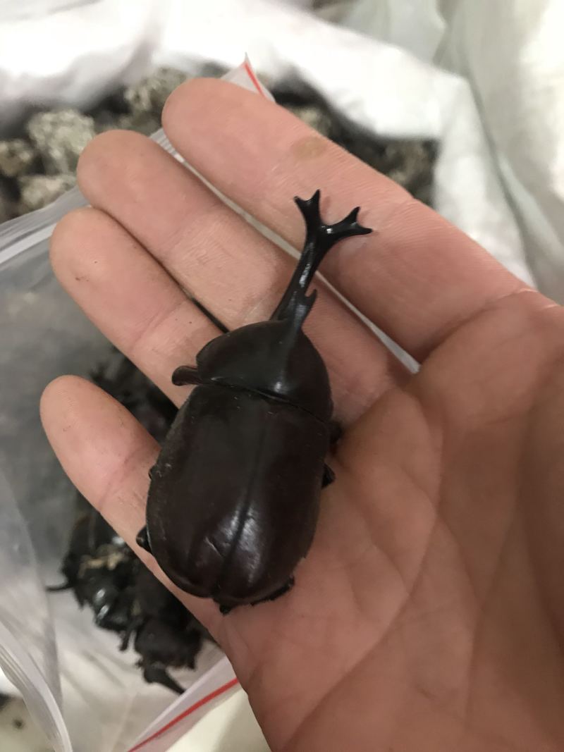 独角仙质量保真一手货源