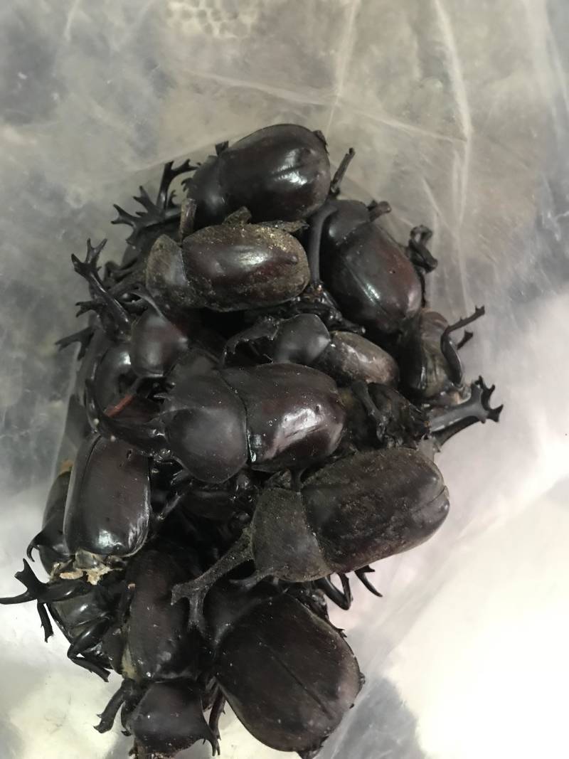 独角仙质量保真一手货源
