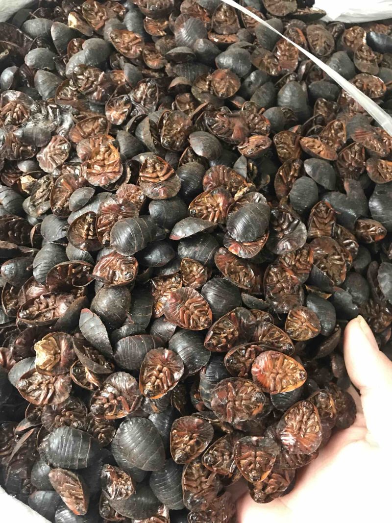 土元无硫土鳖虫干净无杂质产地直销