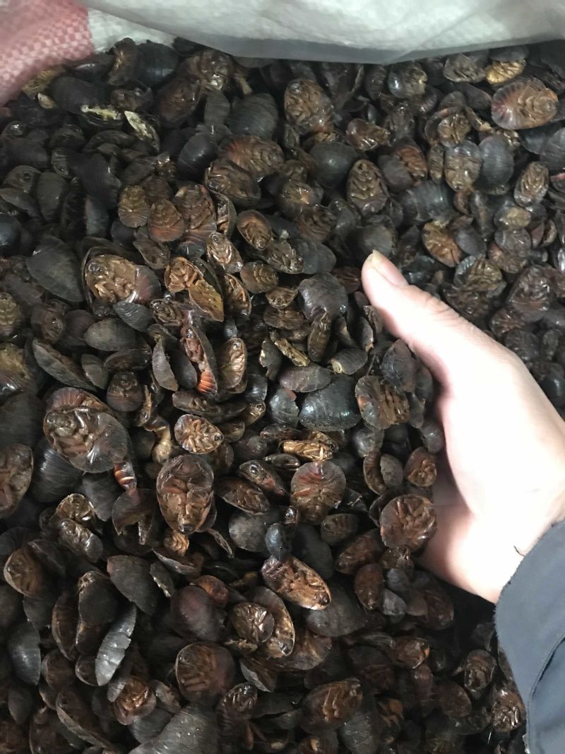 土元无硫土鳖虫干净无杂质产地直销
