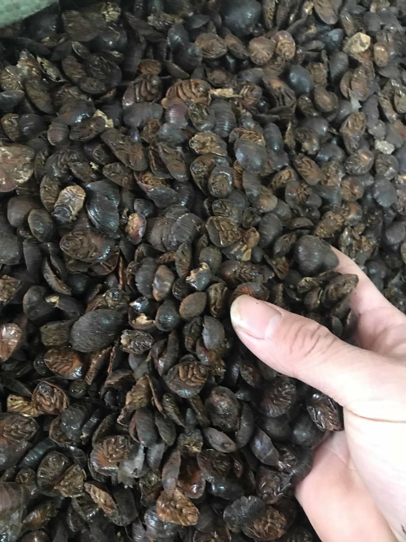 土元无硫土鳖虫干净无杂质产地直销