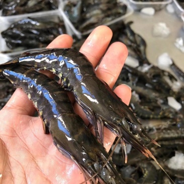黑虎虾，速冻新鲜黑虎虾