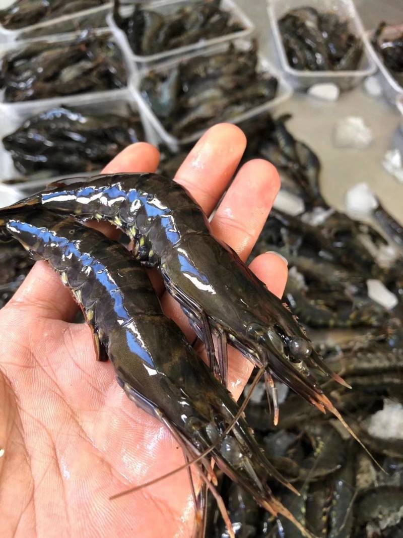 黑虎虾，速冻新鲜黑虎虾