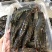 黑虎虾，速冻新鲜黑虎虾