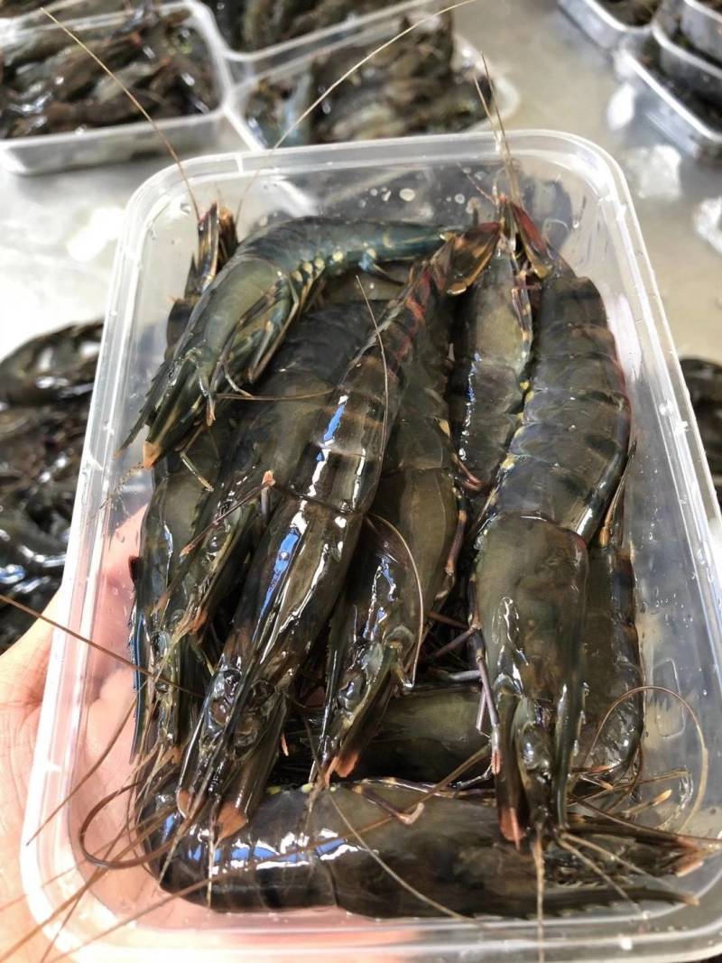 黑虎虾，速冻新鲜黑虎虾