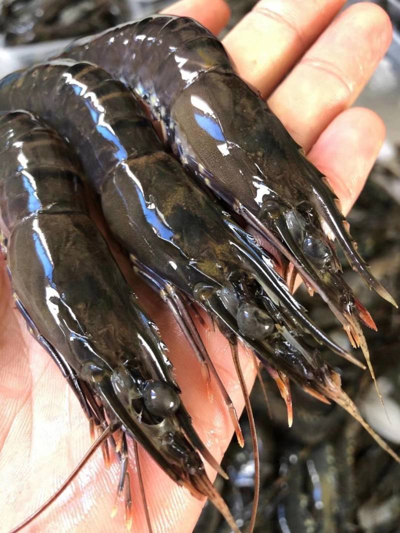 黑虎虾，速冻新鲜黑虎虾