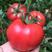 普罗旺斯西红柿苗，番茄苗，柿子苗，寿光育苗基地直发