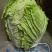 安徽直供大白菜自种现割新鲜品相好口感佳大量批发