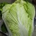 安徽直供大白菜自种现割新鲜品相好口感佳大量批发