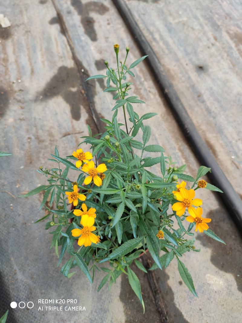 芳香万寿菊，可以吃可以入药