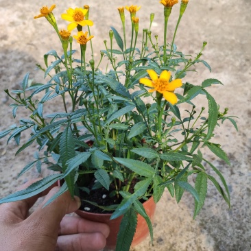 芳香万寿菊，可以吃可以入药