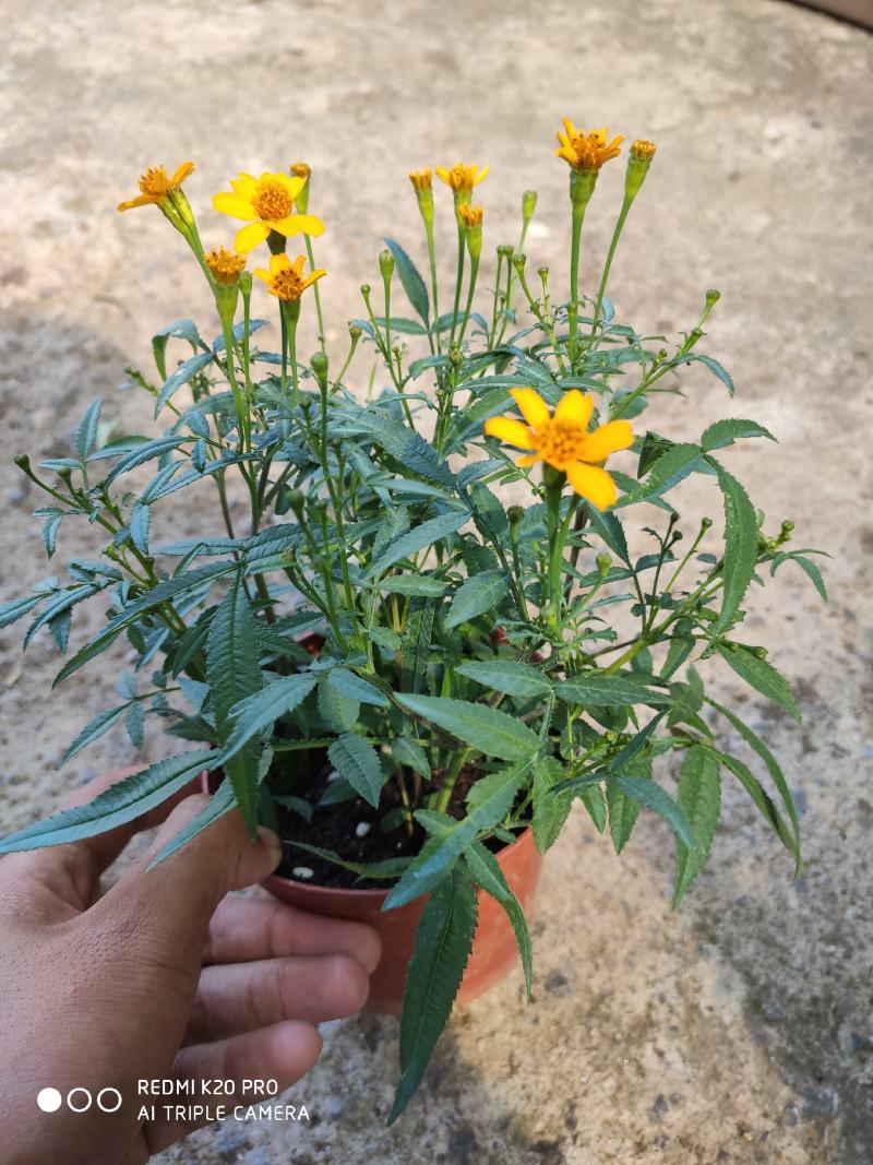 芳香万寿菊，可以吃可以入药