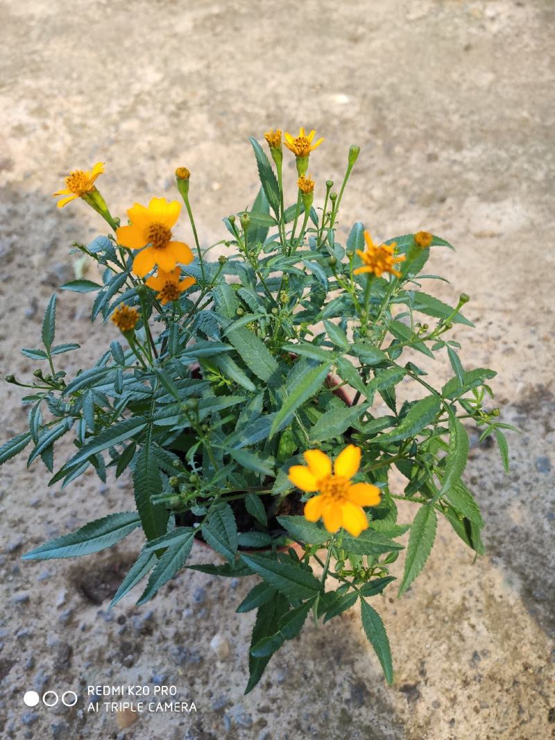 芳香万寿菊，可以吃可以入药