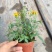 芳香万寿菊，可以吃可以入药