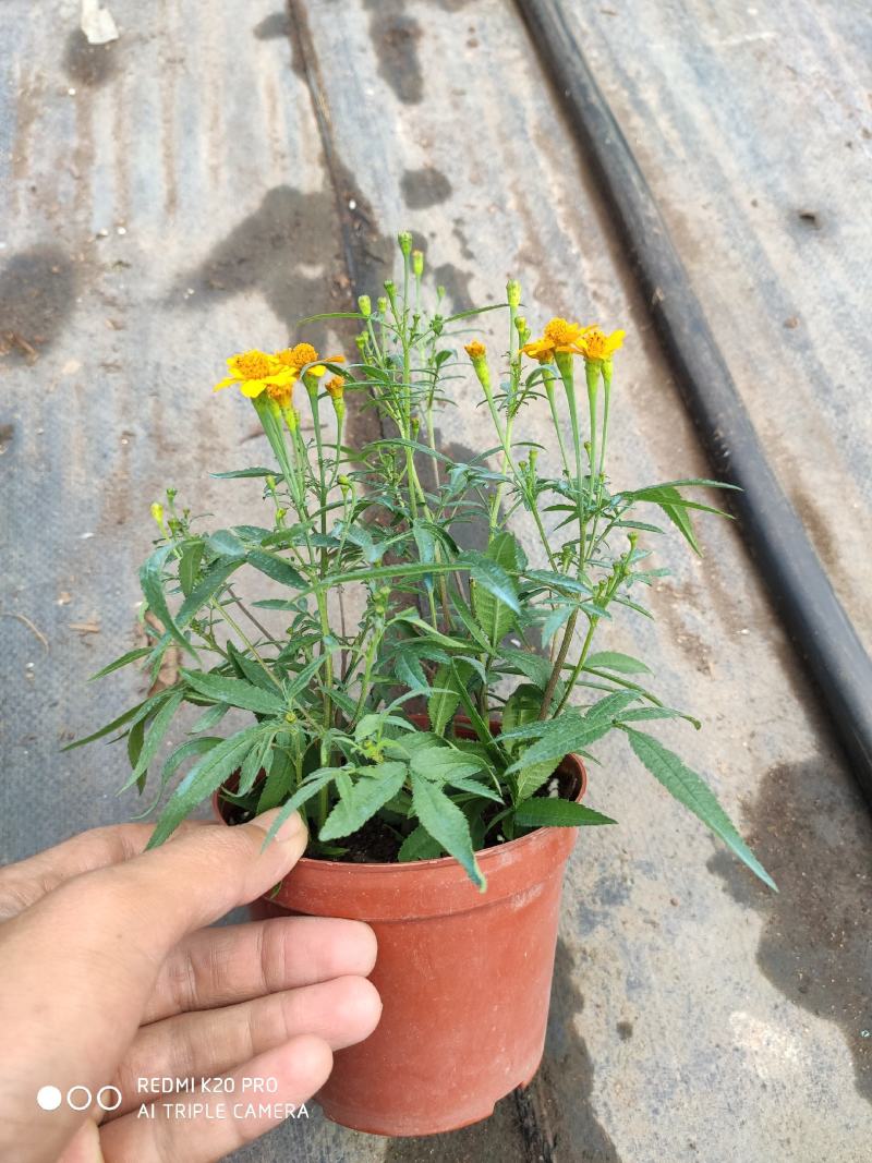 芳香万寿菊，可以吃可以入药
