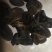 黑木耳基地直供人工种植量大从优品质保证