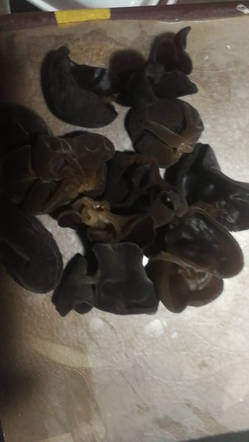 黑木耳基地直供人工种植量大从优品质保证