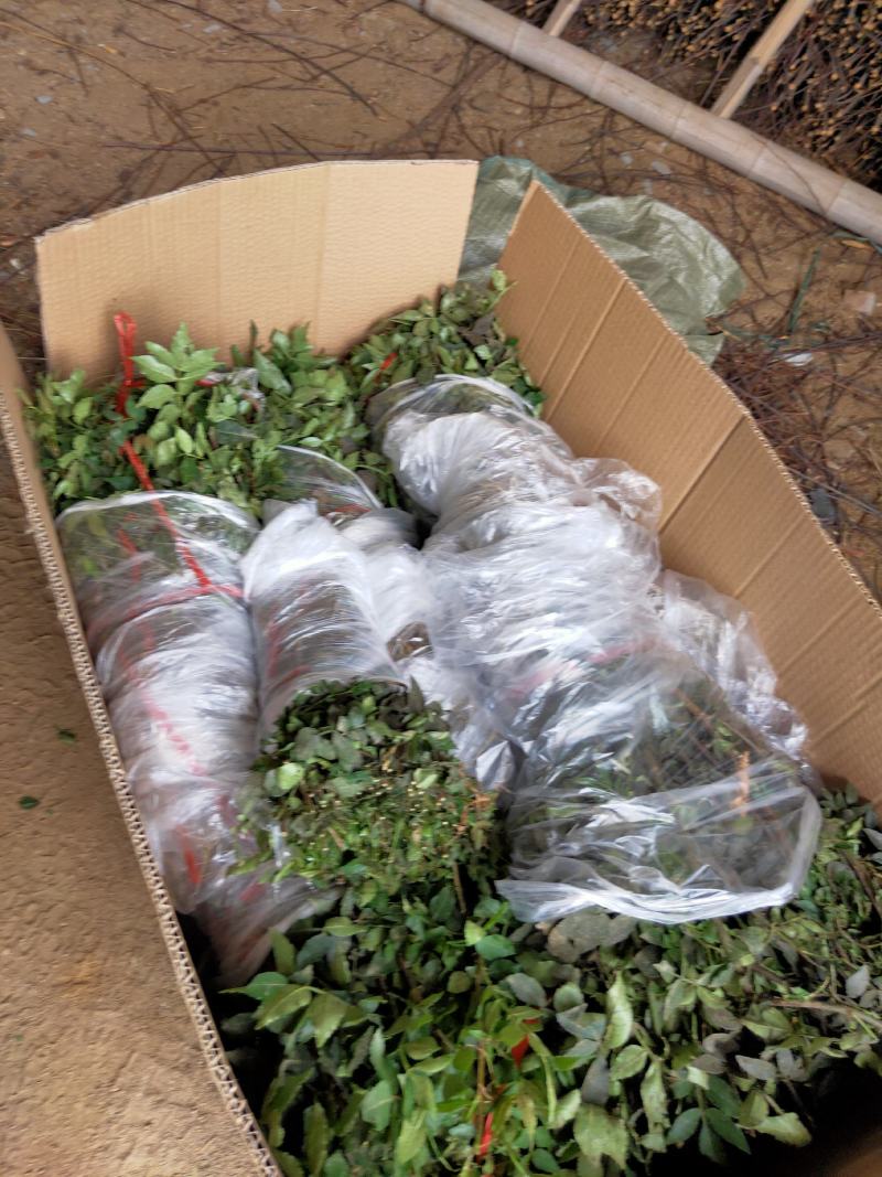 苗木种苗红麻椒树苗包成活，价格便宜花椒树苗