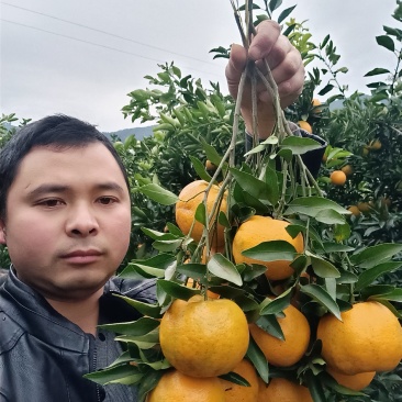 橙子秭归甜橙当季采摘